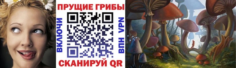 omg онион  Западная Двина  Галлюциногенные грибы Psilocybine cubensis 